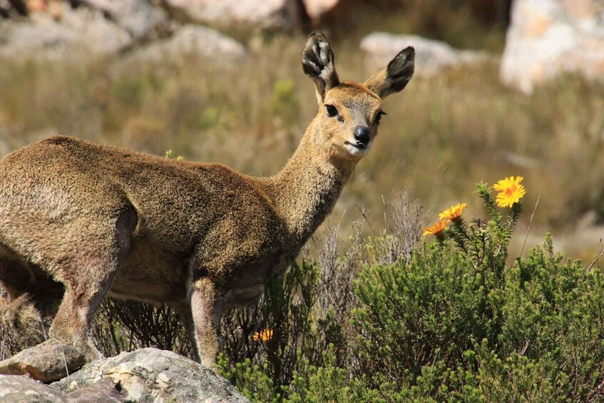 Picture 26 for Activity Oudtshoorn: Half-Day Swartberg Pass Private Guided Tour 5