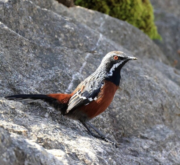 Picture 24 for Activity Oudtshoorn: Half-Day Swartberg Pass Private Guided Tour 2