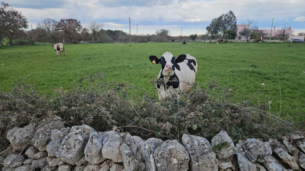Picture 7 for Activity Puglia: Mozzarella Experience with E-Bike Ride 3