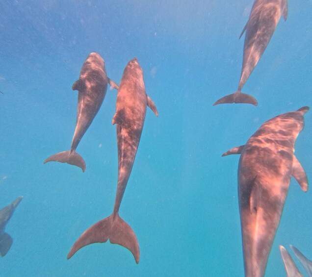 Picture 23 for Activity Zanzibar: Mnemba Island Dolphin Swim & Snorkel, opt lunch 4