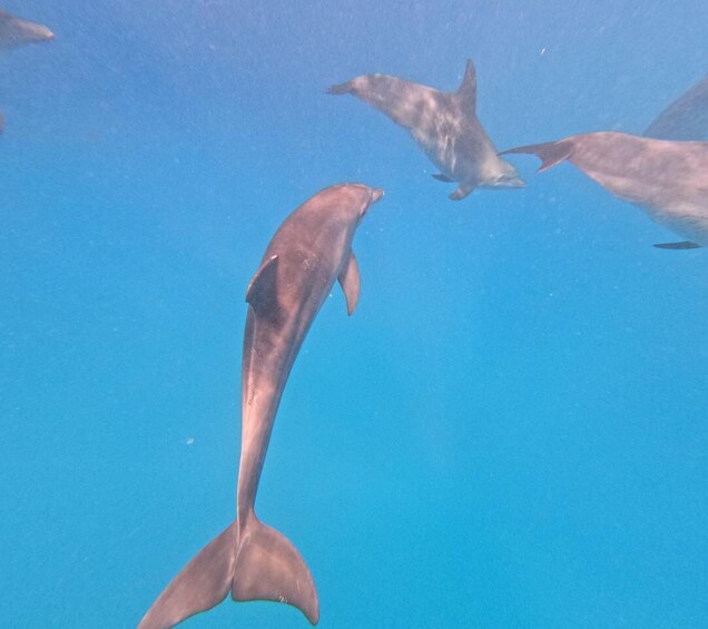 Picture 22 for Activity Zanzibar: Mnemba Island Dolphin Swim & Snorkel, opt lunch 2