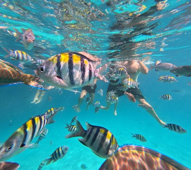 Picture 29 for Activity Mnemba Island: Dolphin Swim & Snorkeling with Optional Lunch 3