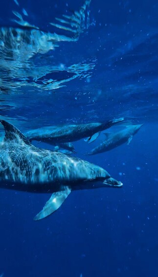 A group of dolphins swimming underwater. 5