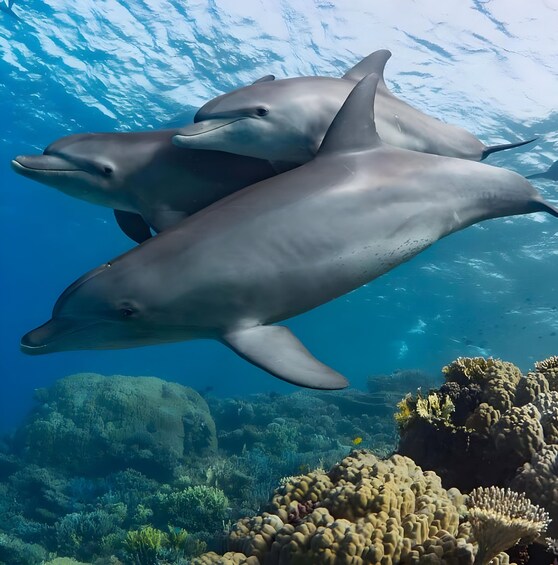 Zwei Delfine schwimmen unter Wasser in der Nähe eines Korallenriffs. 1