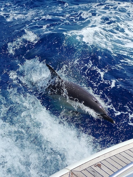 Picture 5 for Activity Marbella: Small-Group Sailing & Dolphin Watching with Drinks 2