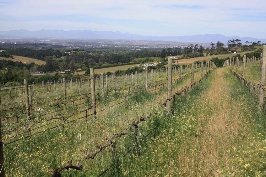 A vineyard with rows of grapevines, a grassy path, and a distant cityscape with mountains in the background. 1