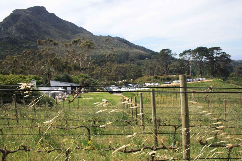 A vineyard with grapevines, a mountain, and parked cars in the background. 2