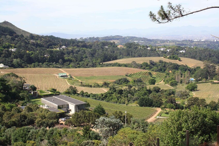A vineyard with rows of grapevines, a building, and rolling hills in the background. 3