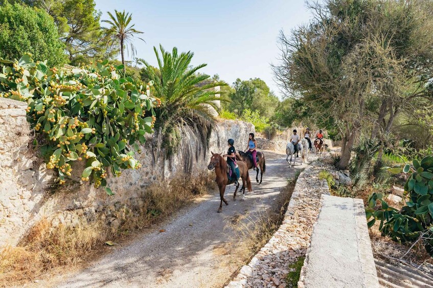 Picture 6 for Activity Mallorca: Guided Horseback Ride in Randa Valley 2