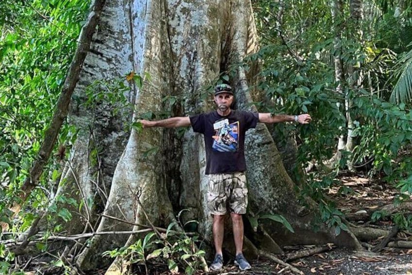 A man standing in a forest with large trees and dense foliage. 3