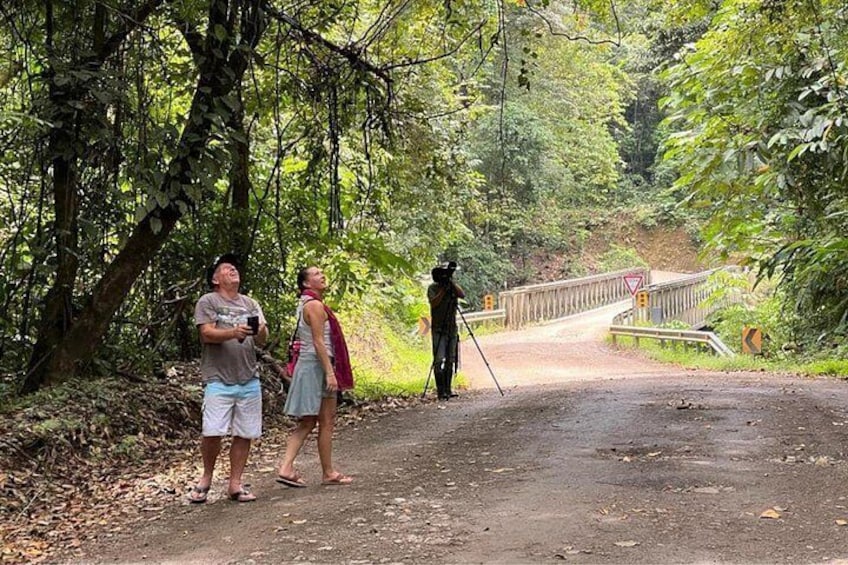 A forested area with a dirt path, a bridge, and a person with a camera. 2