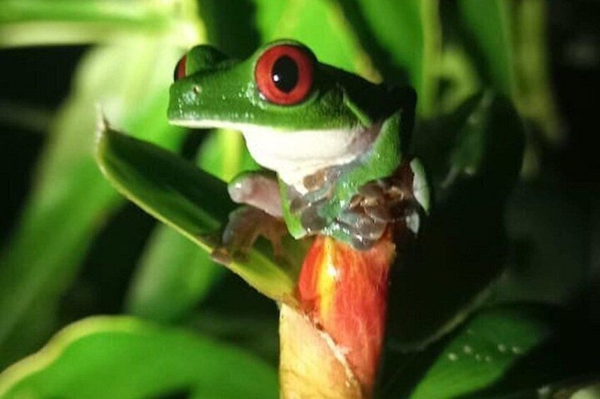 A green frog with red eyes perched on a plant stem. 1