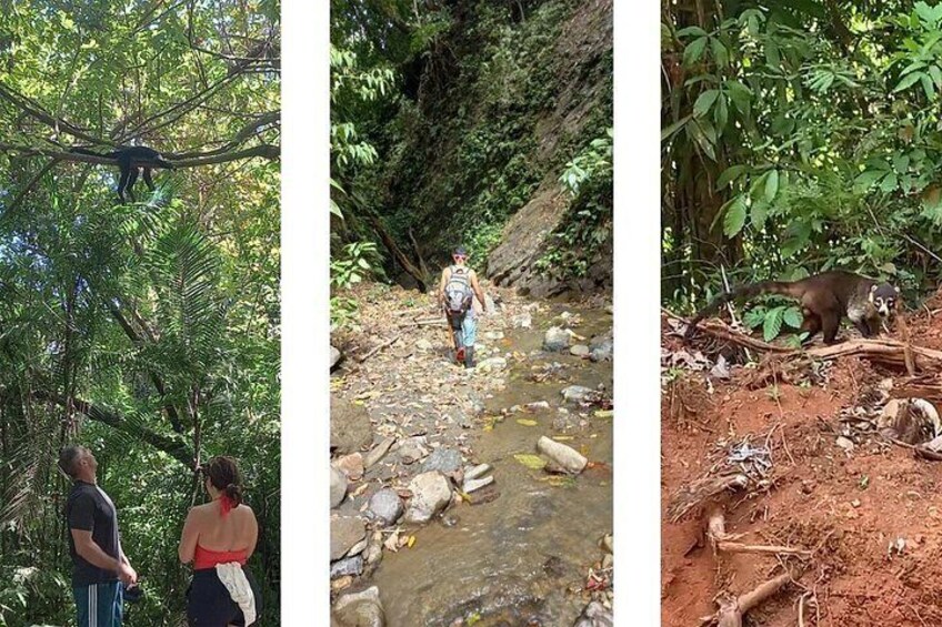 A monkey on a tree branch, a person walking by a stream, and a monkey on the ground. 4