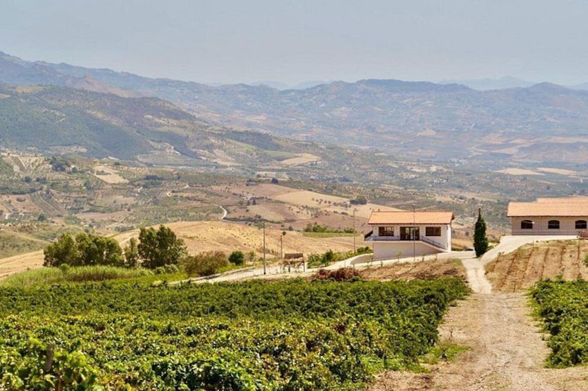 A vineyard with rows of grapevines, a dirt path, and two buildings in the background. 3