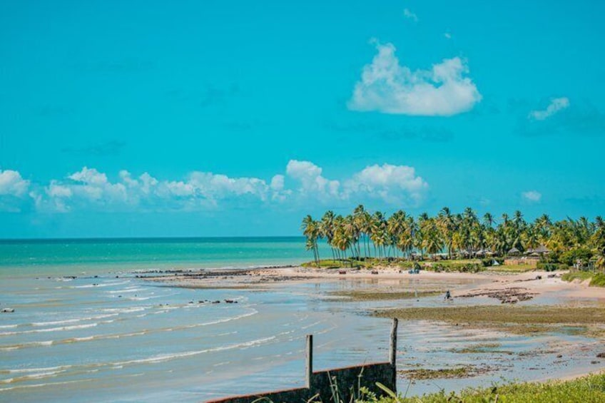 A beach with clear turquoise water, a sandy shore, and a line of palm trees. 4