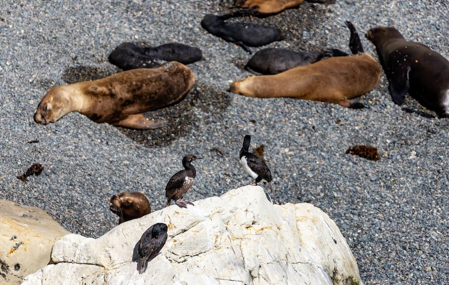Picture 8 for Activity Puerto Madryn: Punta Loma Sea Lions & City Shore Excursion 3