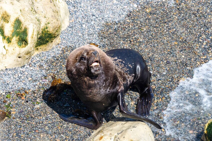 Picture 7 for Activity Puerto Madryn: Punta Loma Sea Lions & City Shore Excursion 4