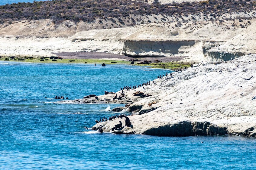Picture 9 for Activity Puerto Madryn: Punta Loma Sea Lions & City Shore Excursion 5