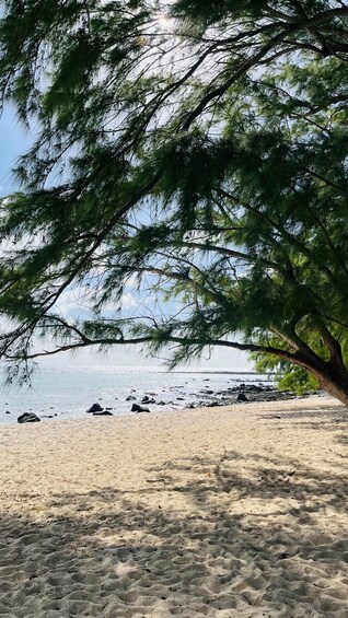 A beach with sand and a tree. 4
