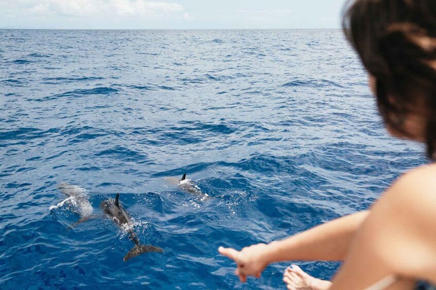 Picture 3 for Activity Madeira: Dolphin & Whale Watch Luxury Catamaran Cruise 2