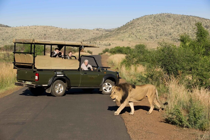Picture 2 for Activity Full day Kruger safari from Hoedspruit 4
