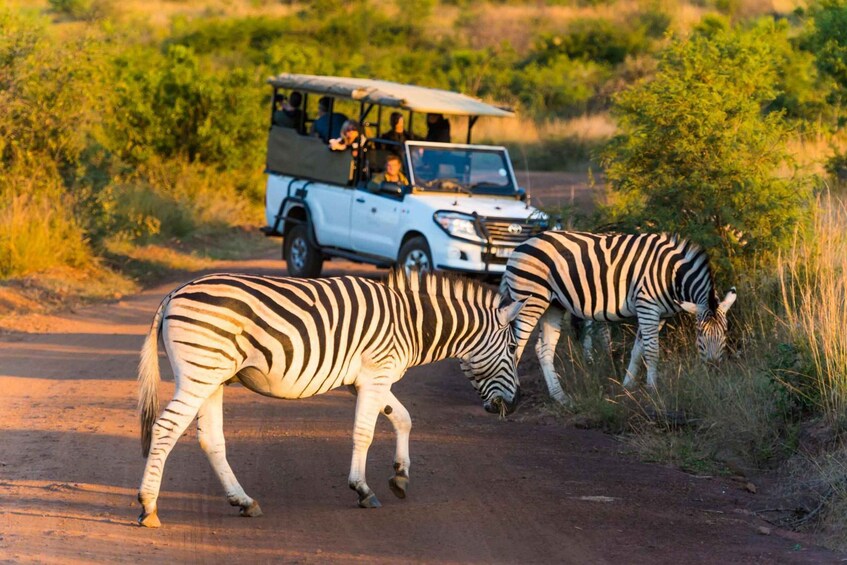 Picture 4 for Activity Full day Kruger safari from Hoedspruit 3