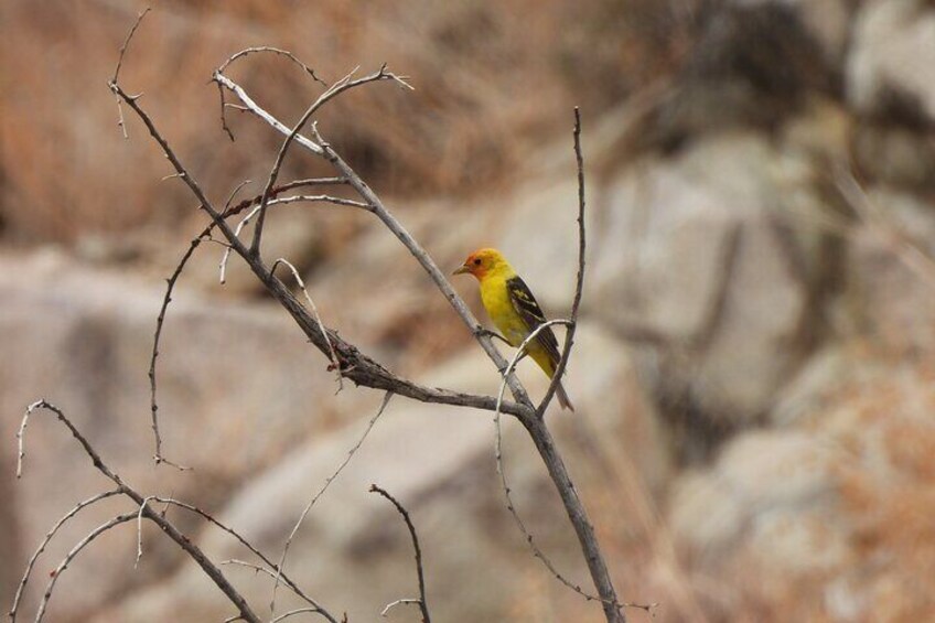 Male Western Tanager