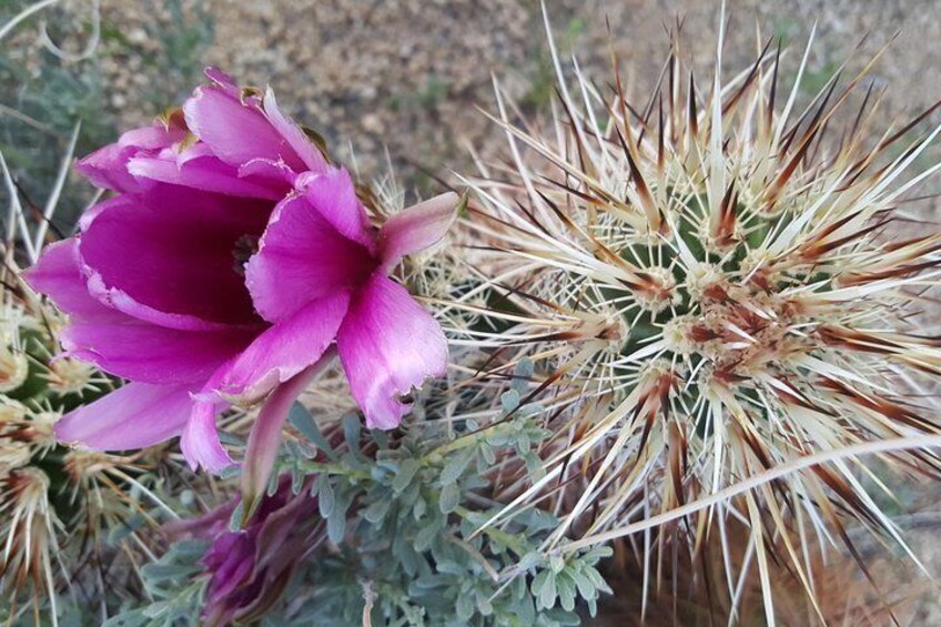 Hedgehog Cactus in Bloom