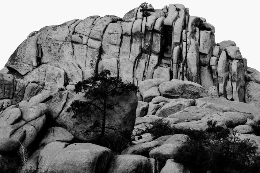 Cliff with Pinyon Pine