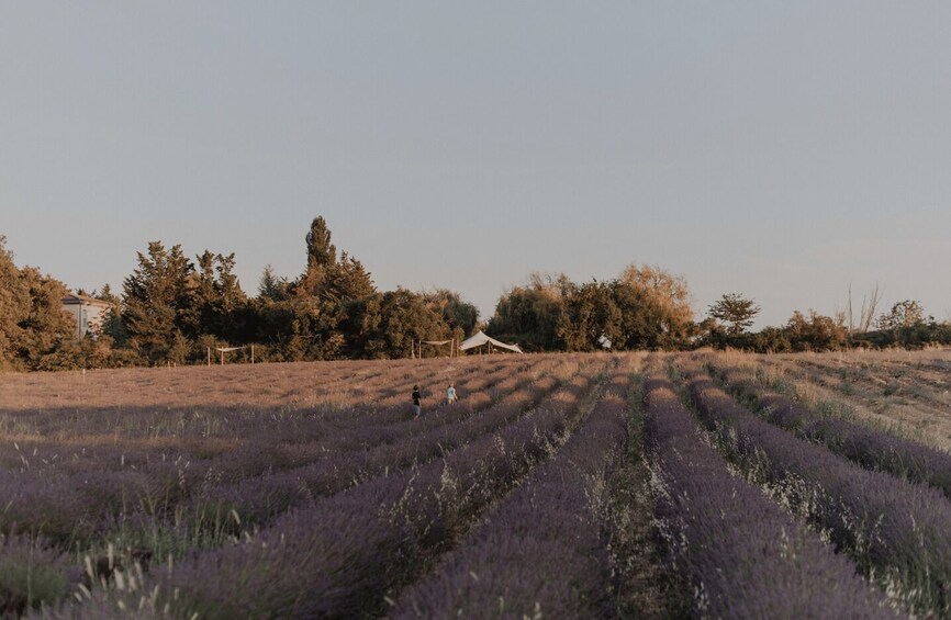Picture 5 for Activity Aix-en-Provence: Lavender Fields Visit 5