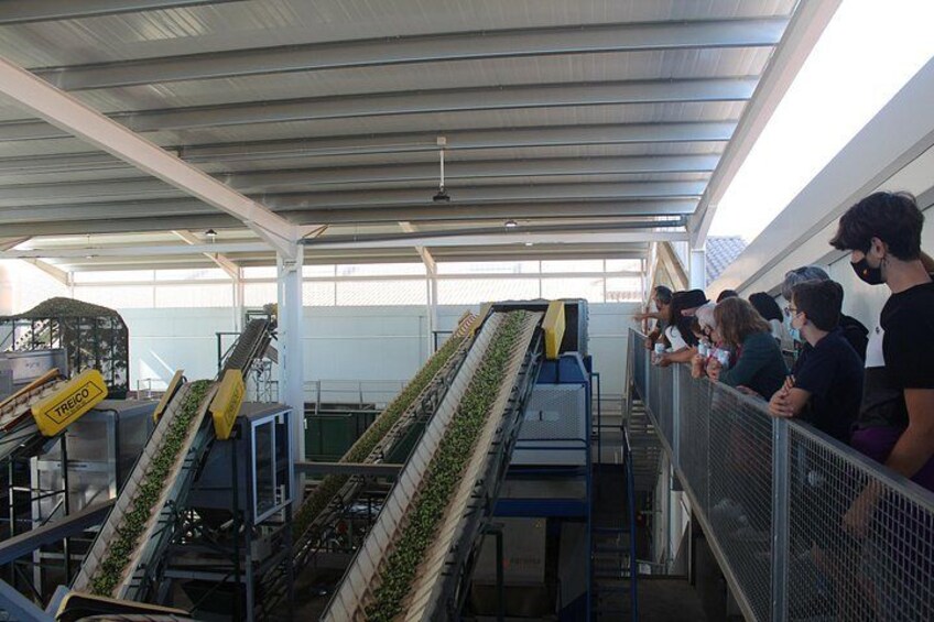 A greenhouse with multiple vertical planting beds and a group of people observing. 2