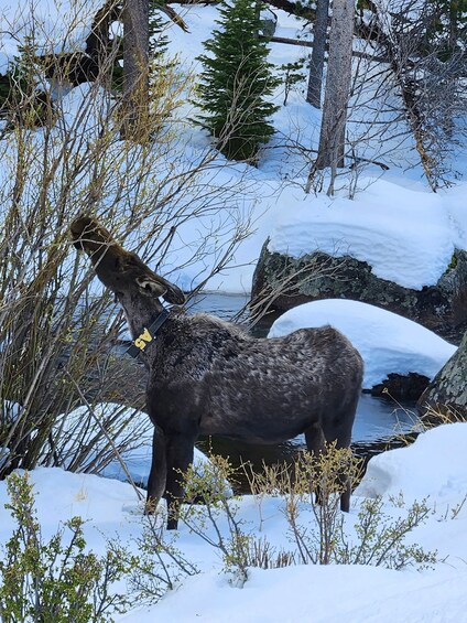 Picture 4 for Activity Rocky Mountain National Park Guided Tour - From Denver 3