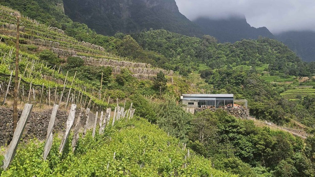 Picture 9 for Activity Madeira: Vineyard Tour w/ Wine Tasting & Skywalk 2