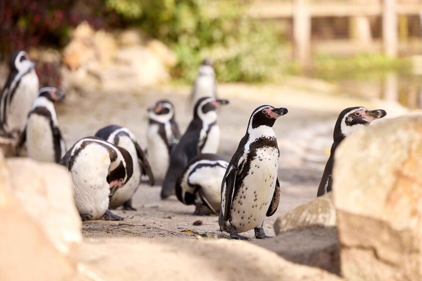 Picture 2 for Activity Eindhoven Zoo Entry Ticket 3
