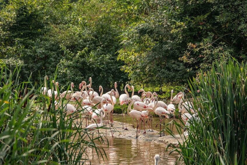 Picture 5 for Activity Eindhoven Zoo Entry Ticket 2