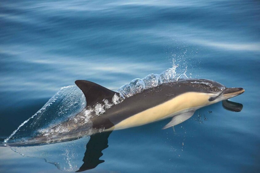 A dolphin swimming in clear blue water. 1