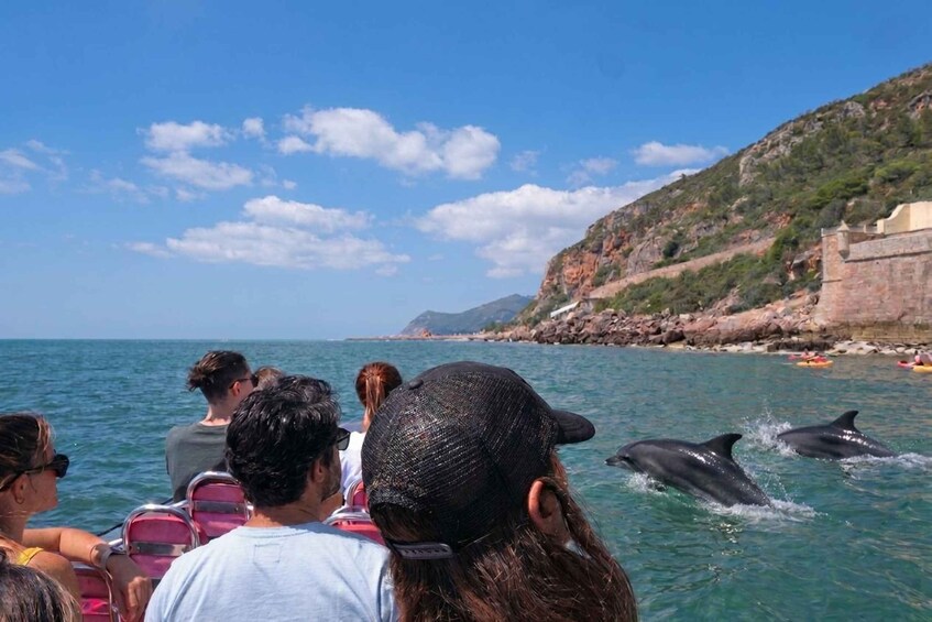 Picture 10 for Activity Setúbal: Dolphin-Watching Boat Tour 3