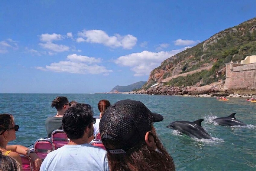 Picture 9 for Activity Setúbal: Dolphin-Watching Boat Tour 2