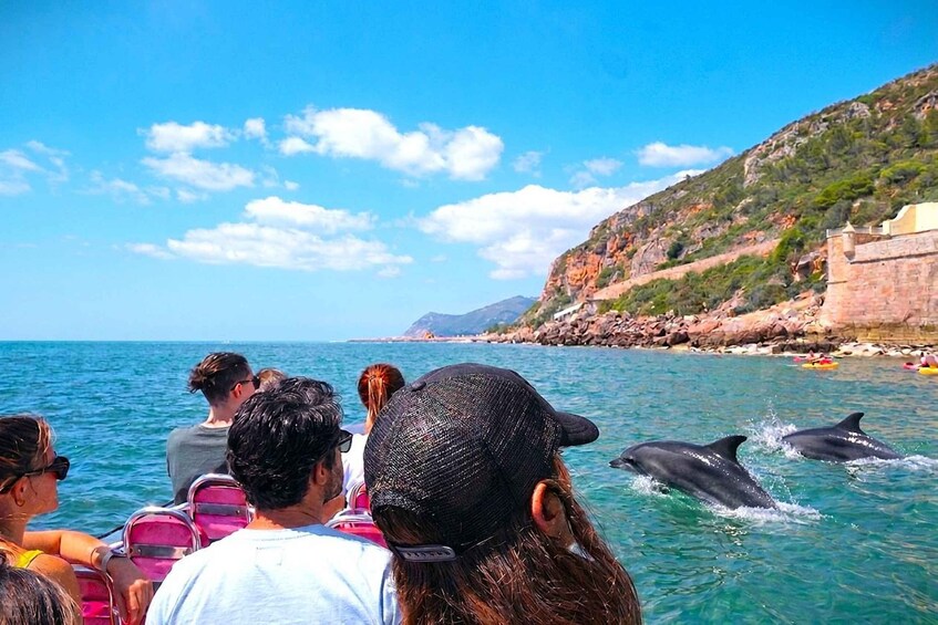 Picture 11 for Activity Setúbal: Dolphin-Watching Boat Tour 4