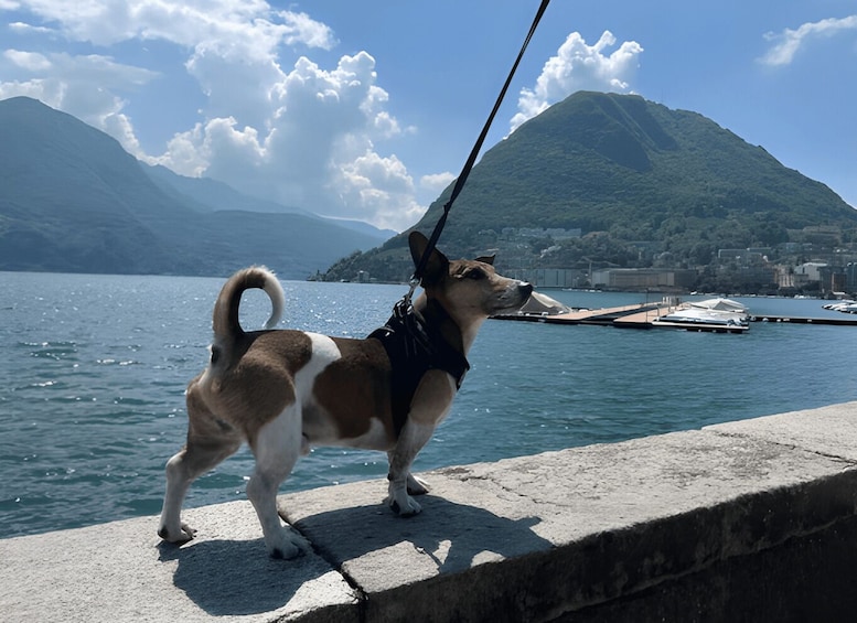 Picture 21 for Activity From Como: Bellagio and Lugano Tour with Lake Como Cruise 3