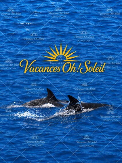 La Preneuse: Dolphin Swimming and Snorkeling Speedboat Trip 1