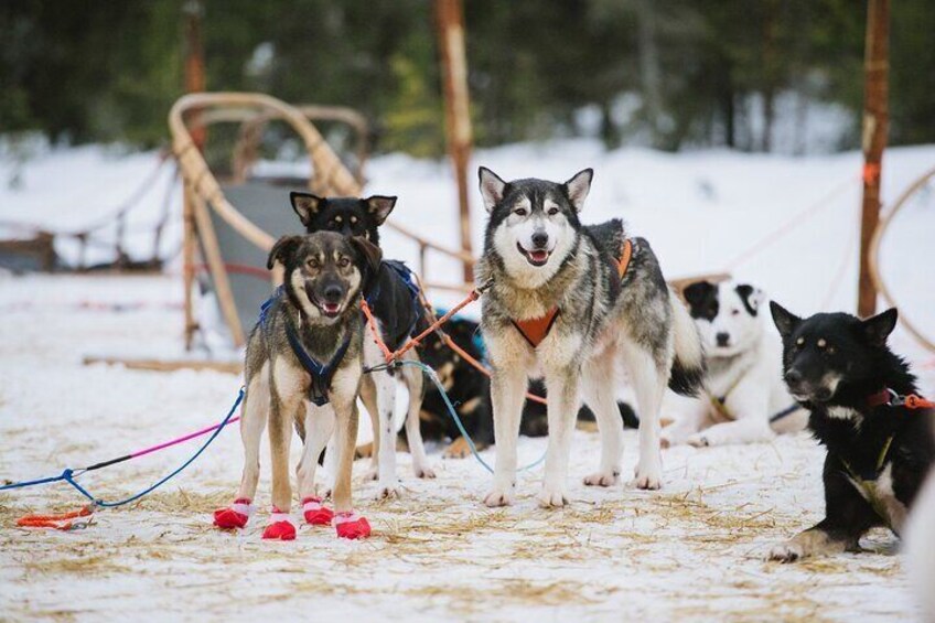 Husky and Reindeer Safari Combo Tour from Rovaniemi 4