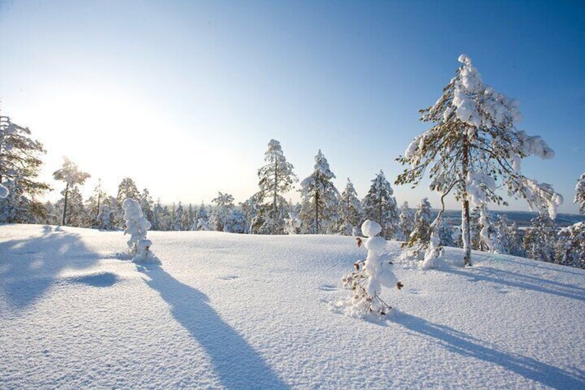 Husky and Reindeer Safari Combo Tour from Rovaniemi 5