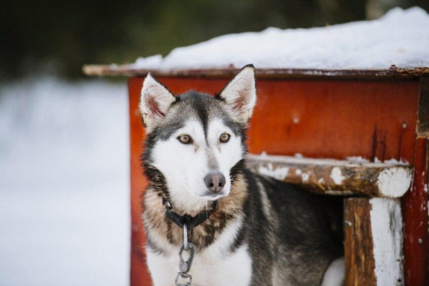 Un cane husky all'interno di una struttura di legno con la neve sopra. 2