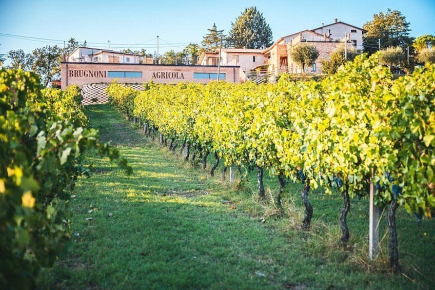 Private visit to the Brugnoni winery with tasting of 4 wines 4