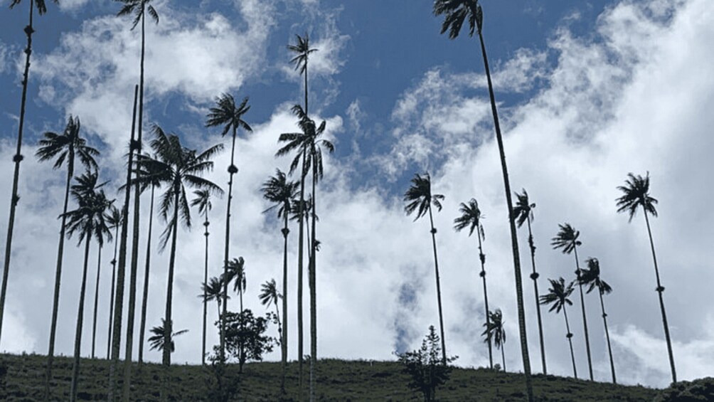 A landscape with tall palm trees against a partly cloudy sky. 4