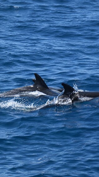 Deux dauphins nagent dans l’océan. 5
