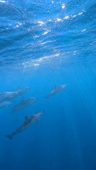 Un groupe de dauphins nageant sous l’eau. 3