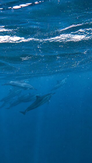Des dauphins nageant dans une eau bleue et limpide. 4
