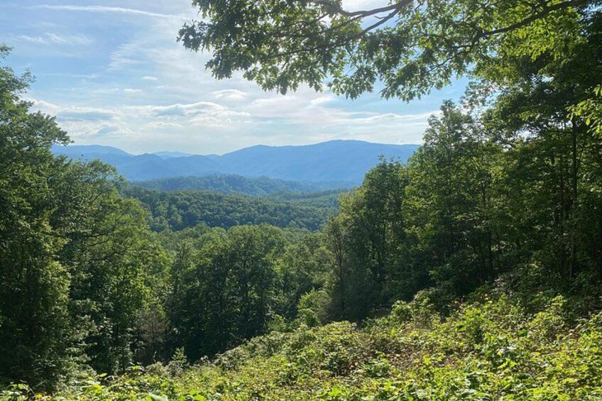 Une forêt dense, avec une chaîne de montagnes à l'horizon. 3